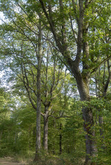 Les chênes centenaires de la forêt de Montpensier, site naturel de Serbannes dans l'Allier
