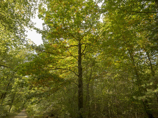 Obraz premium La forêt de Montpensier, site naturel de Serbannes dans l'Allier. Chemin forestier bordé de hauts chênes centenaires.