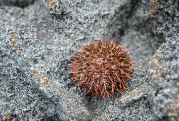 Fototapeta premium Sea urchin on stone