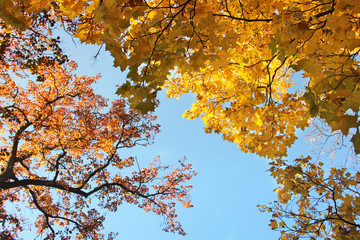 Trees against the sky. The tops of the trees. Autumn