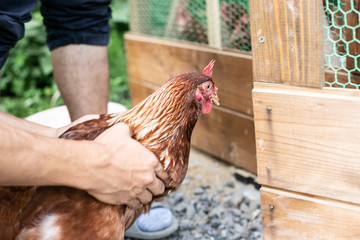 鶏小屋からニワトリをつかまえる