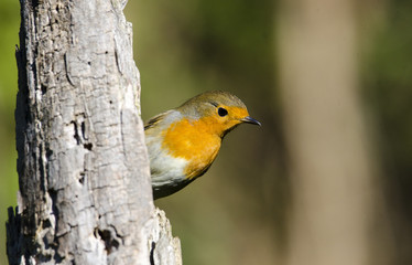 Obraz premium Pettirosso