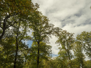 Cimes de hauts chênes de la forêt de Montpensier dans l'Allier, site naturel de Serbannes dans l'Allier