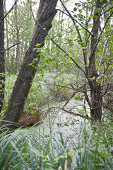 Gr&auml;ser im Sumpf