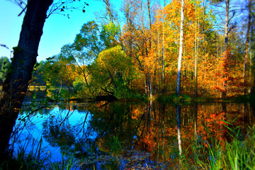 Obraz premium autumn in the park