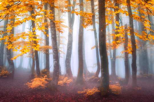 Fototapeta fantasy misty forest in autumn