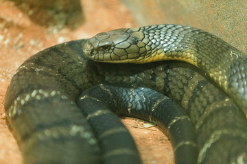 snake