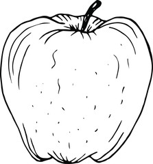 Apple. Hand drawn vector illustration. Monochrome black and white ink sketch. Line art. Isolated on white background. Coloring page