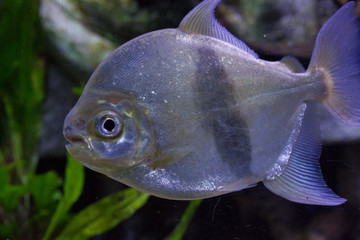 fish in aquarium