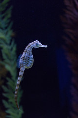 seahorse in water 