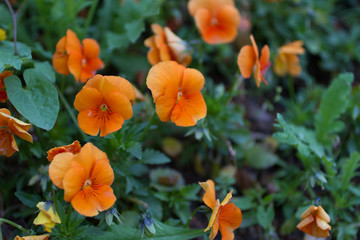 flowers in the garden