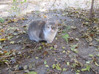 fluffy cats relax in nature