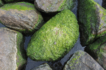 sea stones kamienie wodorosty © Joanna