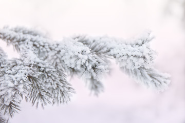 Naklejka na ściany i meble Snow-cowered fir branches. Winter blur background. Frost tree