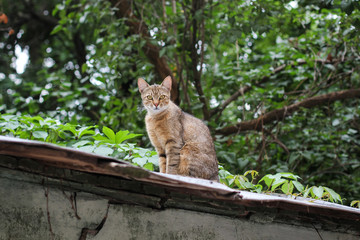 Curious cat sitting on the roof. A proud cat on the roof.street vagrant cat