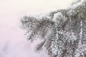Naklejka na ściany i meble Snow-cowered fir branches. Winter blur background. Frost tree