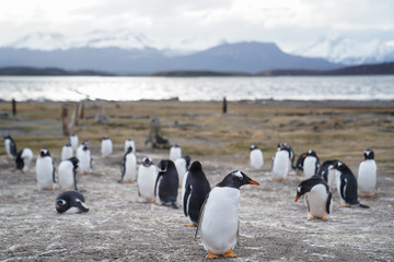 Obraz premium Penguins - Ushuaia