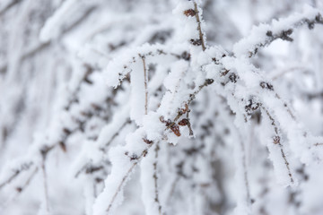 Winter frost branches snow and ice covered. Winter background.