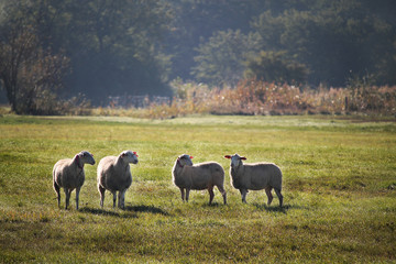 Obraz premium sheeps on field