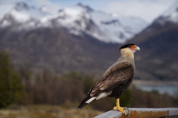 bird of prey 
