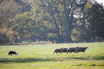 sheeps and dog on field