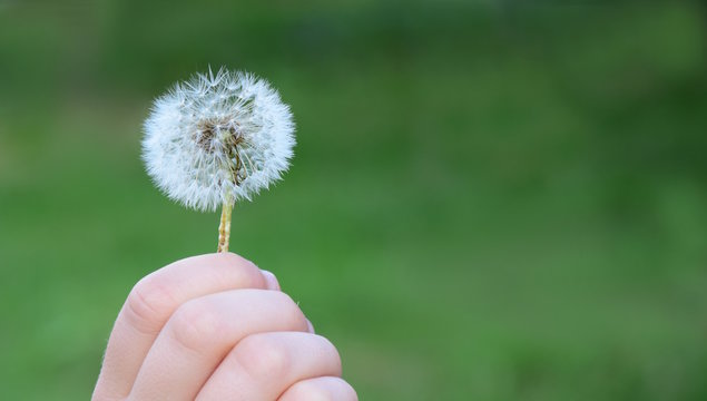 Fototapeta Kinderhand mit Pusteblume, freigestellt vor grünen Hintergrund