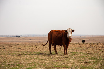 Cow on Plains