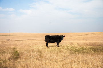 cow on field