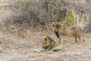 African lion in Kruger National park, South Africa