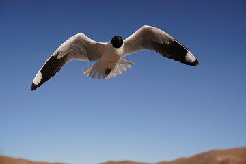 seagull