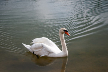 swan on lake