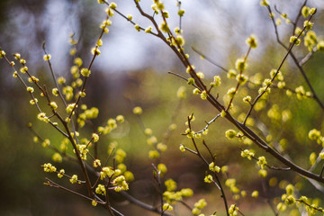 branch of a tree in spring