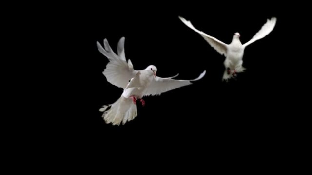 Two white doves. Slow motion, alpha matte.
Ready for compositing. Good for wedding backgrounds or titles.