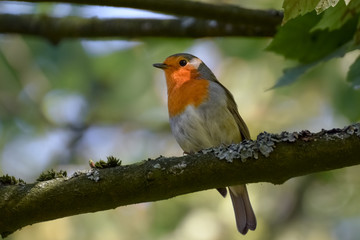 Obraz premium Robin (redbreast) on a tree branch