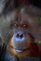 Orangutan