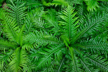 Green leaves in tropical rain forest in top view for nature concept background