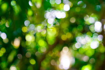Obraz premium fresh nature green blurry and bokeh background.