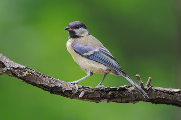 Great tit (Parus major)
