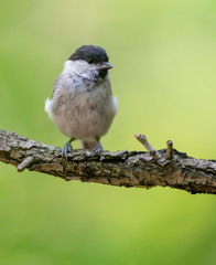 Willow tit (Poecile montanus)