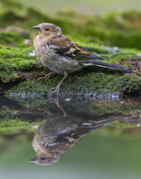 Common chaffinch at woodland pool