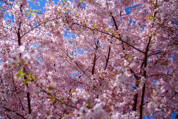 Blossoming  cherry trees, Hillsboro, Oregon