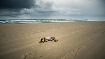 dingo beach australia