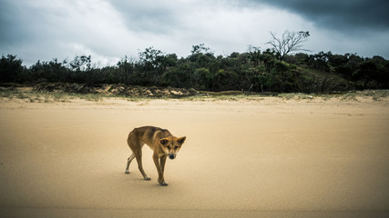 dingo beach australia