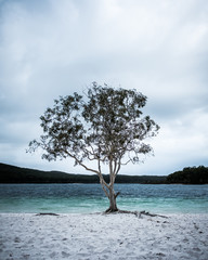 tree on the beach