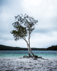 tree on the beach