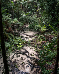 stream and trees in the forest