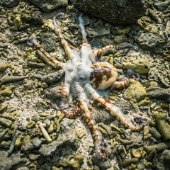 octopus great barrier reef
