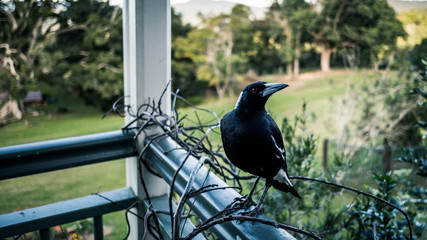 magpie