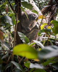 koala australia