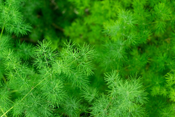 Close up green small needle leaf plant for nature blackground